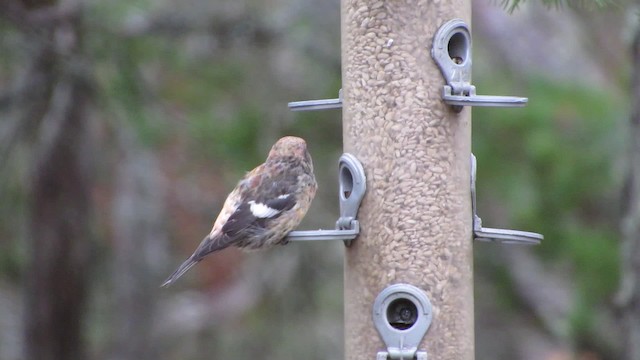 White-winged Crossbill - ML200774801