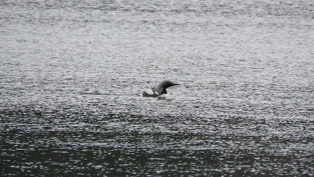 Plongeon arctique - ML200774861