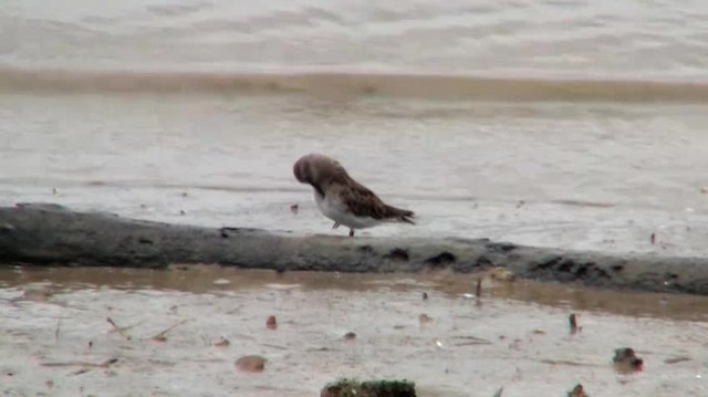 Least Sandpiper - ML200775221