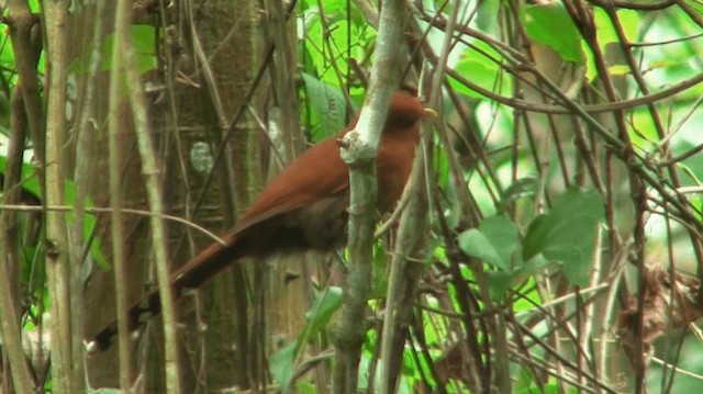 Little Cuckoo - ML200775241