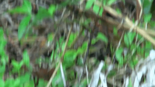 Plain-crowned Spinetail - ML200775321