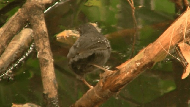 Silvered Antbird - ML200775351