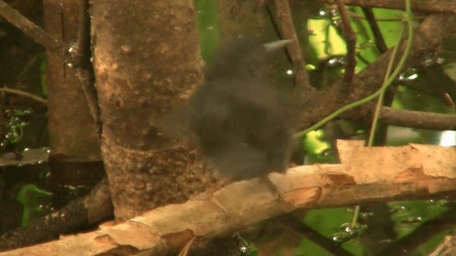 Silvered Antbird - ML200775361