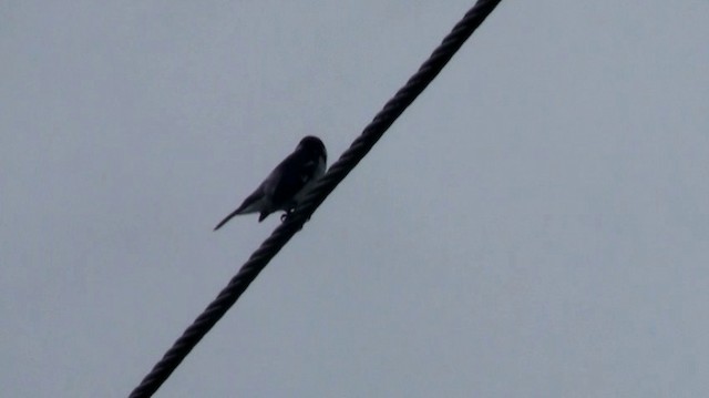 Wing-barred Seedeater - ML200775631