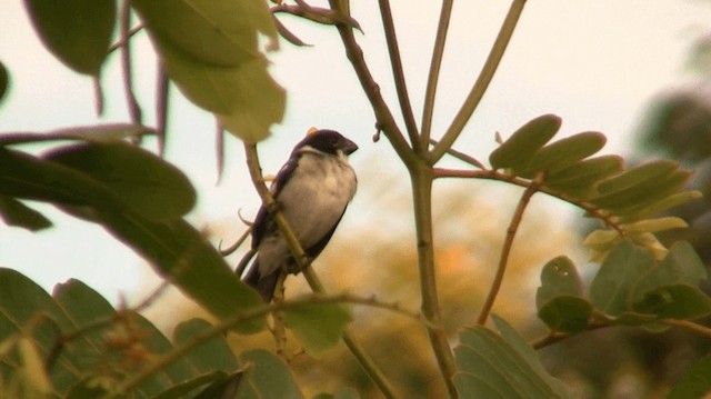 Wing-barred Seedeater - ML200775641