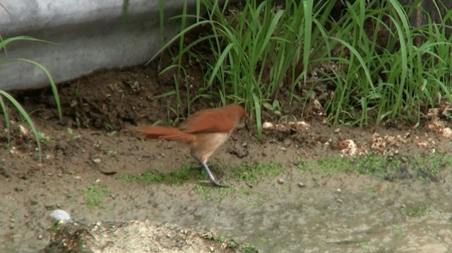 Yellow-chinned Spinetail - ML200775661