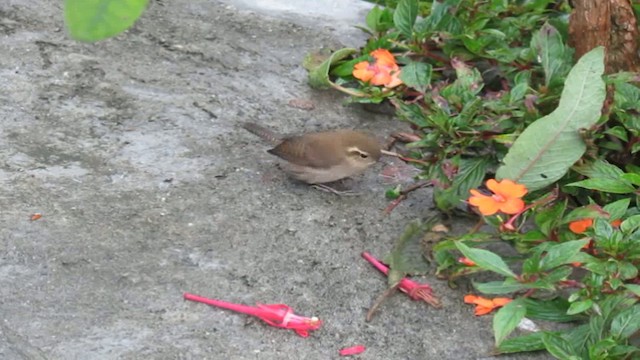 Mountain Wren - ML200775761