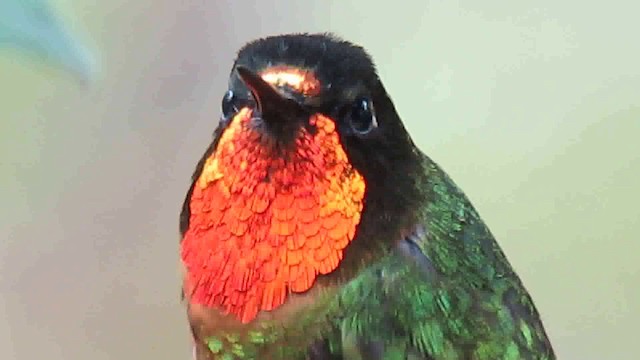 kolibřík oranžovohrdlý - ML200775771