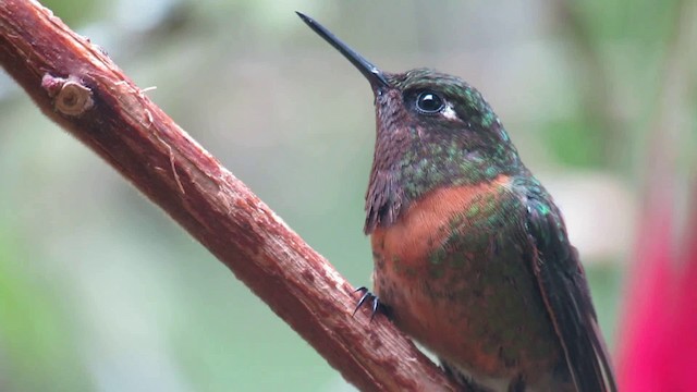 kolibřík oranžovohrdlý - ML200775781