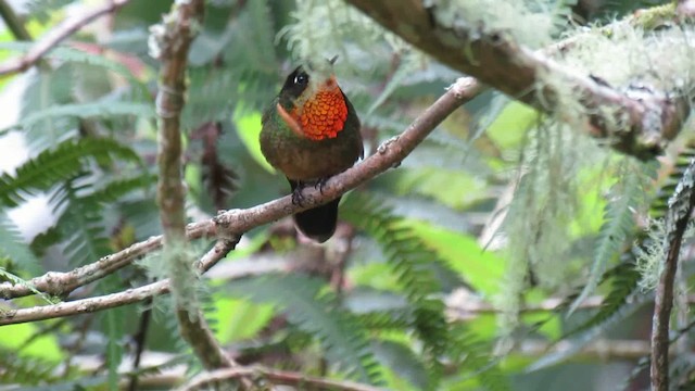 kolibřík oranžovohrdlý - ML200775791