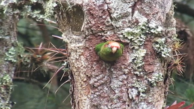 Conure tête-de-feu - ML200775831