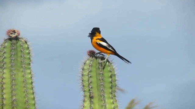 Oriole troupiale - ML200776011