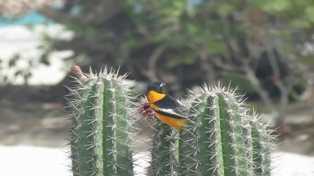 Venezuelan Troupial - ML200776021