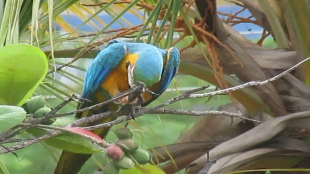 Blue-and-yellow Macaw - ML200776181