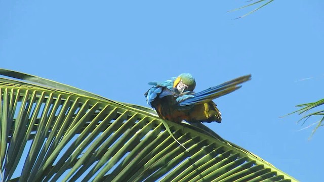 Blue-and-yellow Macaw - ML200776191