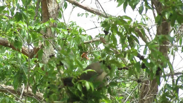 Rufous-vented Chachalaca - ML200776211