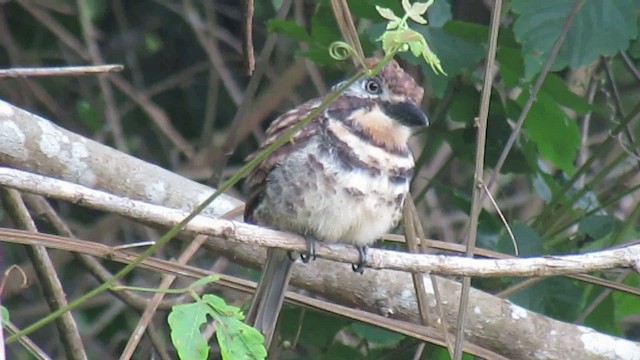Two-banded Puffbird - ML200776221
