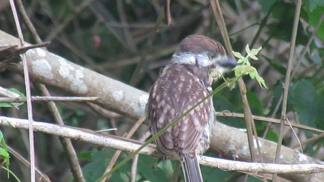 Two-banded Puffbird - ML200776231