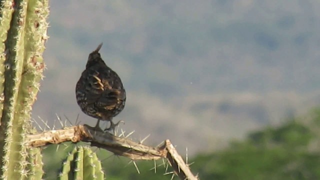 Crested Bobwhite - ML200776271