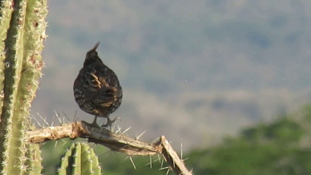 Crested Bobwhite (Crested) - ML200776271