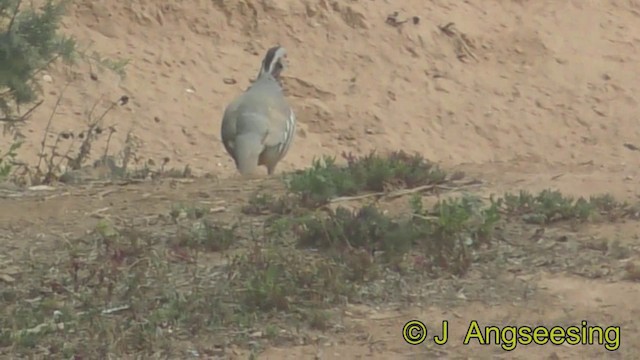 Берберийский кеклик - ML200776341