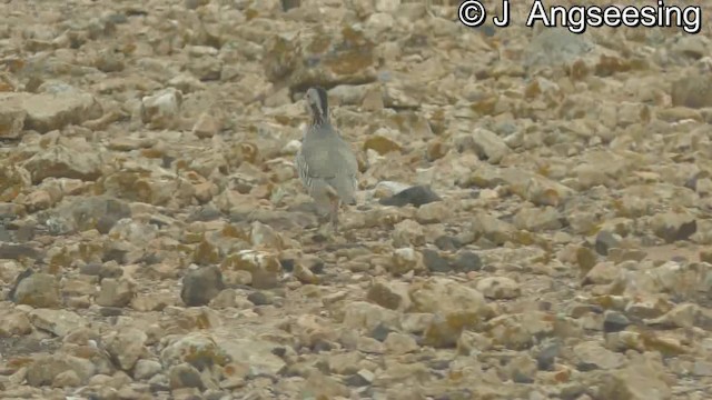 Barbary Partridge - ML200776351