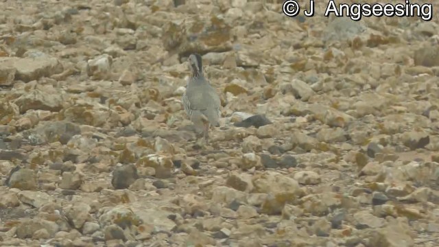 Barbary Partridge - ML200776351