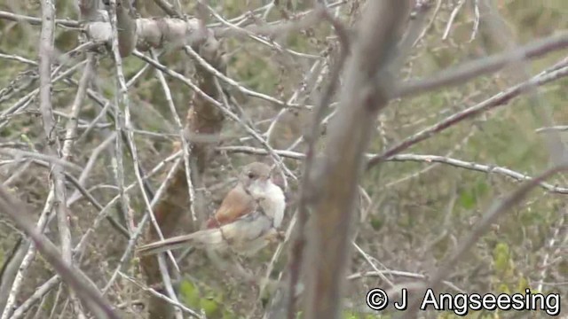 Spectacled Warbler - ML200776361