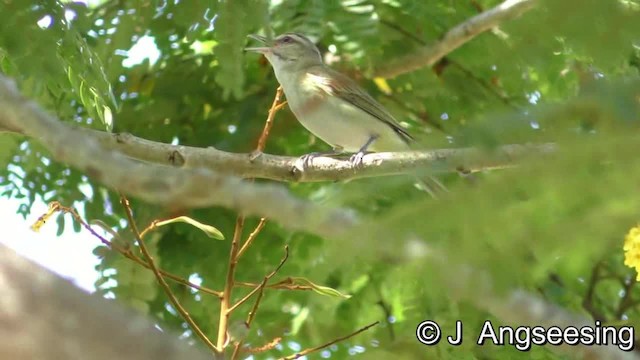 Bıyıklı Vireo - ML200776471