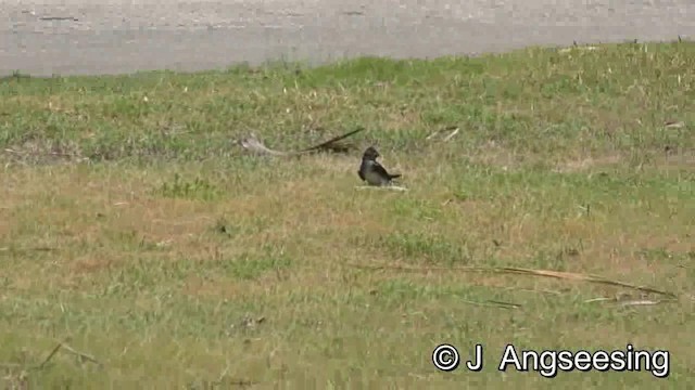 キューバムラサキツバメ - ML200776481