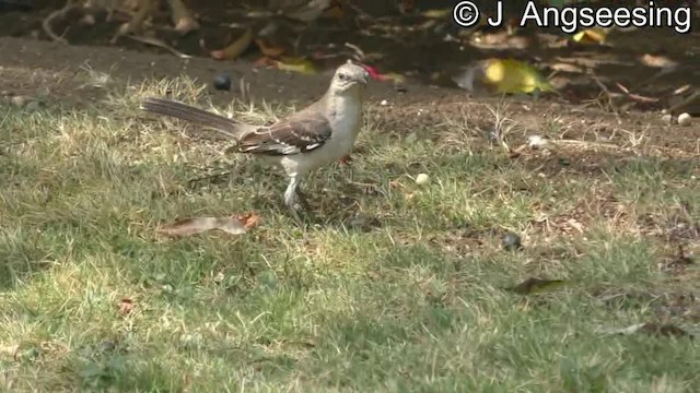 Northern Mockingbird - ML200776531