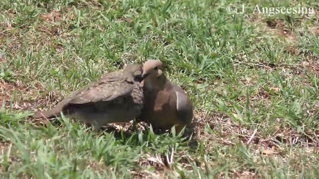 Mourning Dove - ML200776551