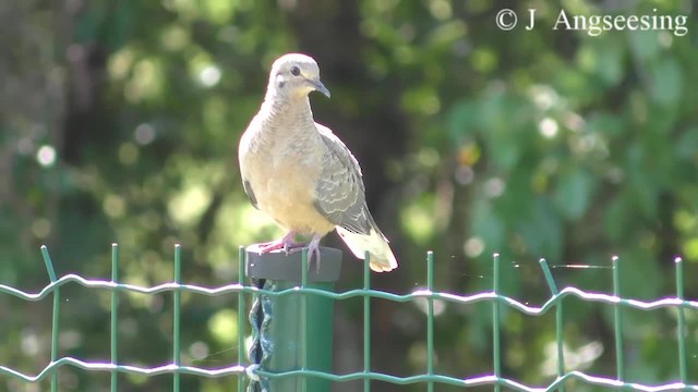 Mourning Dove - ML200776561