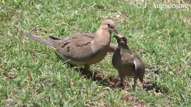 Mourning Dove - ML200776571