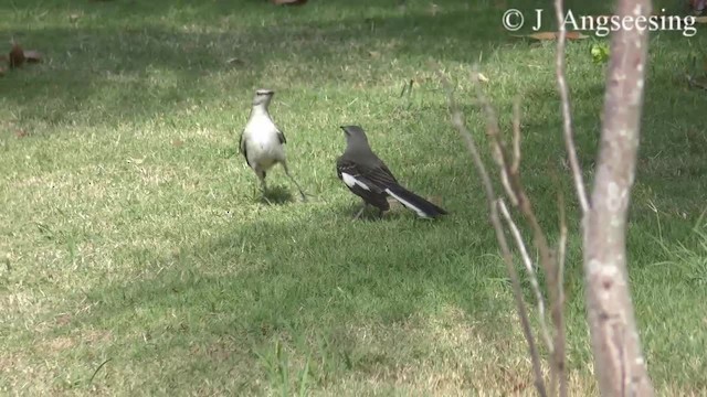 Northern Mockingbird - ML200776581