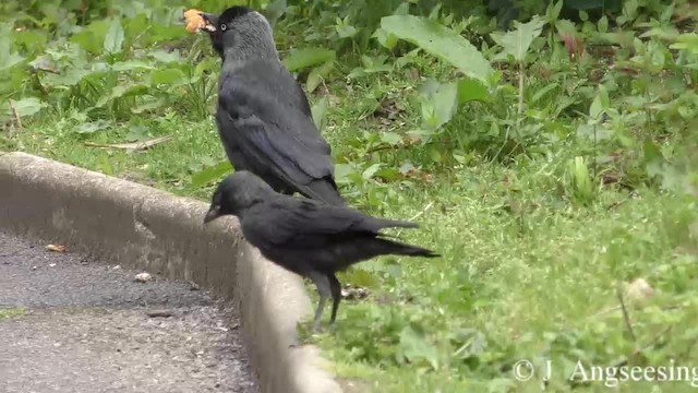 Eurasian Jackdaw - ML200776811