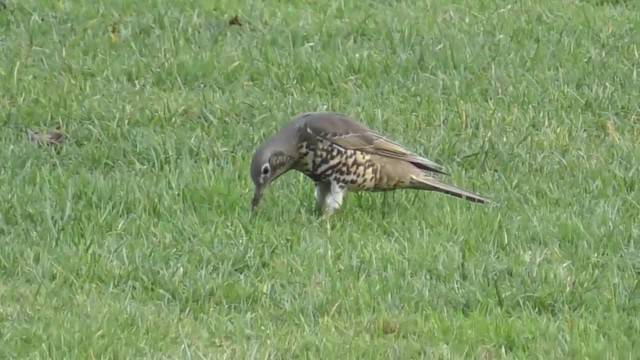 Mistle Thrush - ML200776841