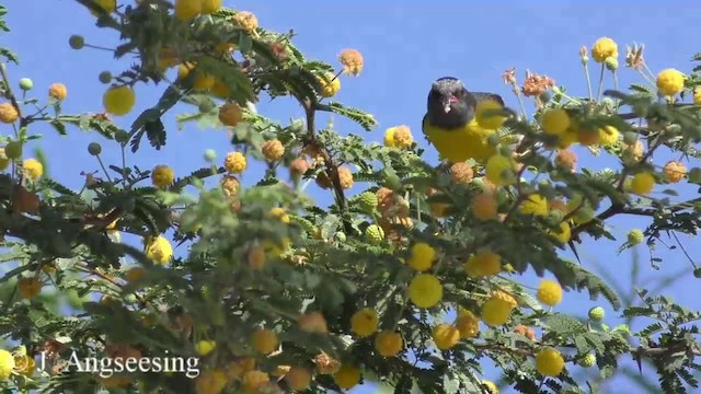 Bananaquit (Lesser Antillean) - ML200776891