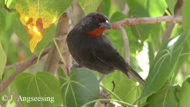 Lesser Antillean Bullfinch - ML200776911