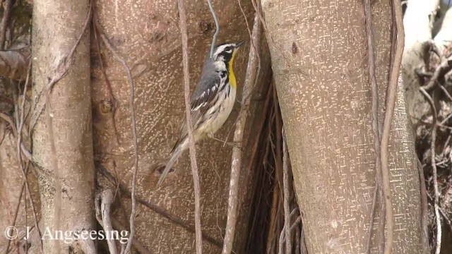 Yellow-throated Warbler - ML200776971