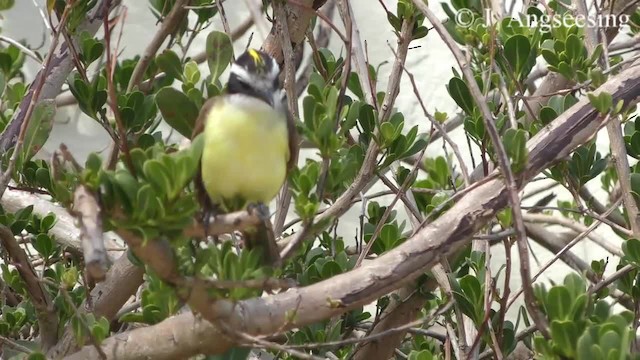 Great Kiskadee - ML200777001