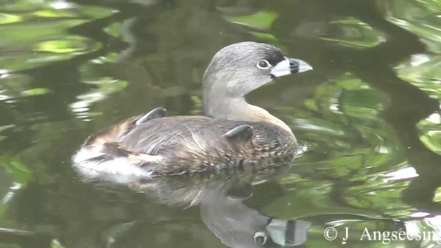 Pied-billed Grebe - ML200777011