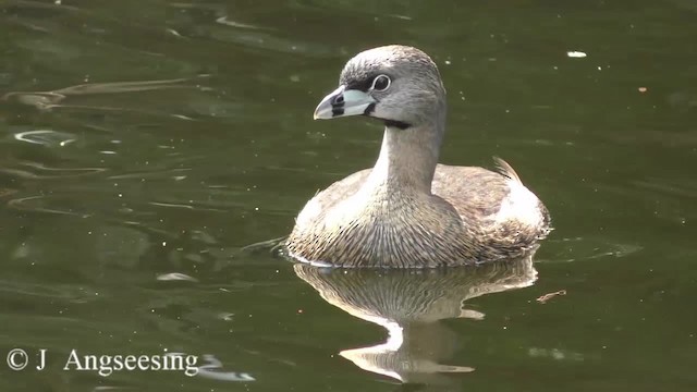 Pied-billed Grebe - ML200777021