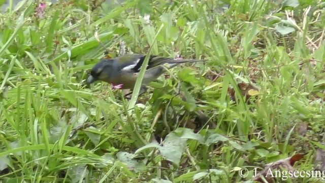 Azores Chaffinch - ML200777071