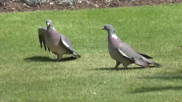 Common Wood-Pigeon (White-necked) - ML200777121