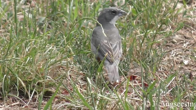 Diuca Finch - ML200777191