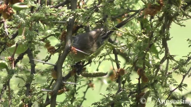 Zimtspiegel-Meisenschlüpfer (aegithaloides) - ML200777221