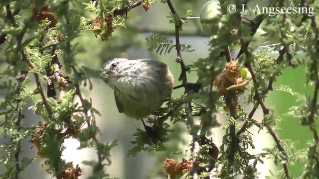 Plain-mantled Tit-Spinetail (aegithaloides) - ML200777231