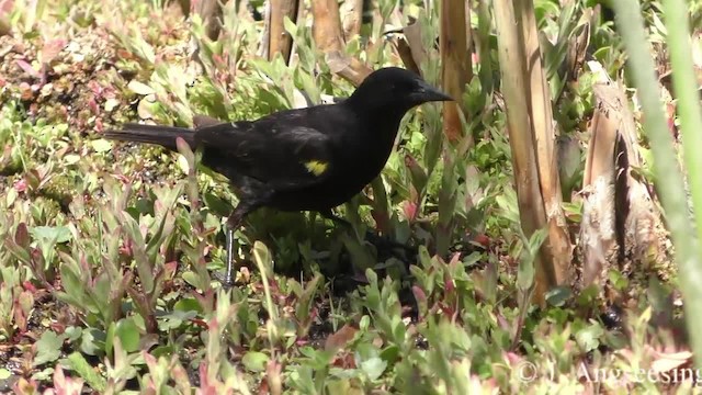 gulvingetrupial - ML200777241