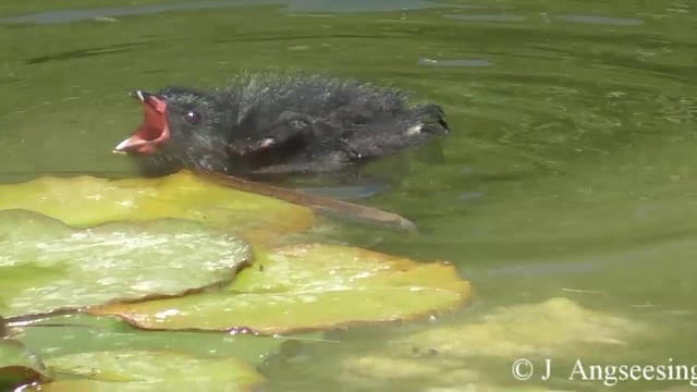 Gallinule à face noire - ML200777251